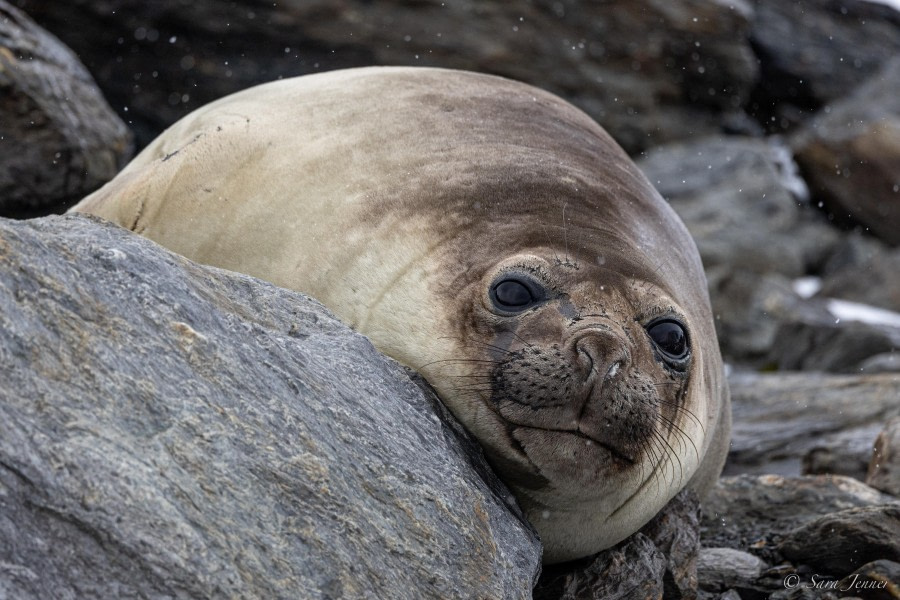 Shingle Cove, South Orkney Island