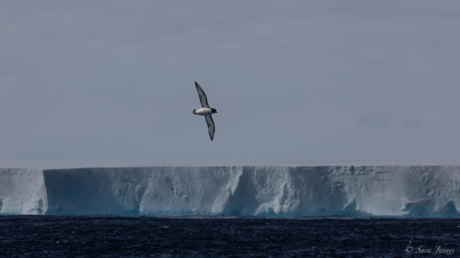 HDS25-24, Day 12, A23a iceberg 2 © Sara Jenner - Oceanwide Expeditions.jpg