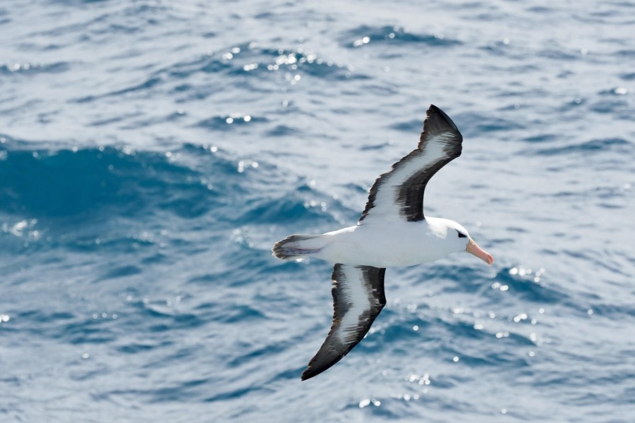 HDS25-24, Day 2, blackbrowedalbatrossatsea-meikesjoer © Meike Sjoer - Oceanwide Expeditions.JPG