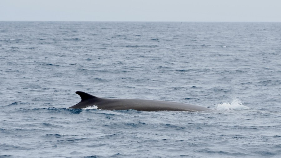 HDS25-24, Day 2, finwhale-meikesjoer © Meike Sjoer - Oceanwide Expeditions.JPG