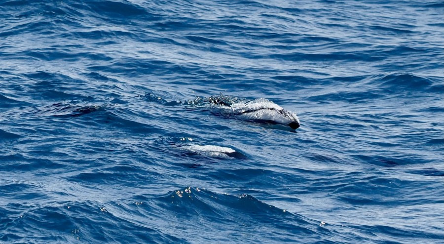 HDS25-24, Day 2, hourglassdolphins-meikesjoer © Meike Sjoer - Oceanwide Expeditions.JPG