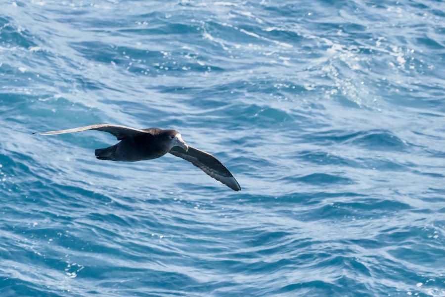 HDS25-24, Day 2, southerngiantpetrel-meikesjoer © Meike Sjoer - Oceanwide Expeditions.JPG