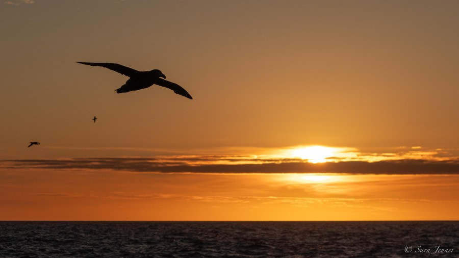 At Sea, sailing towards the Falkland Islands