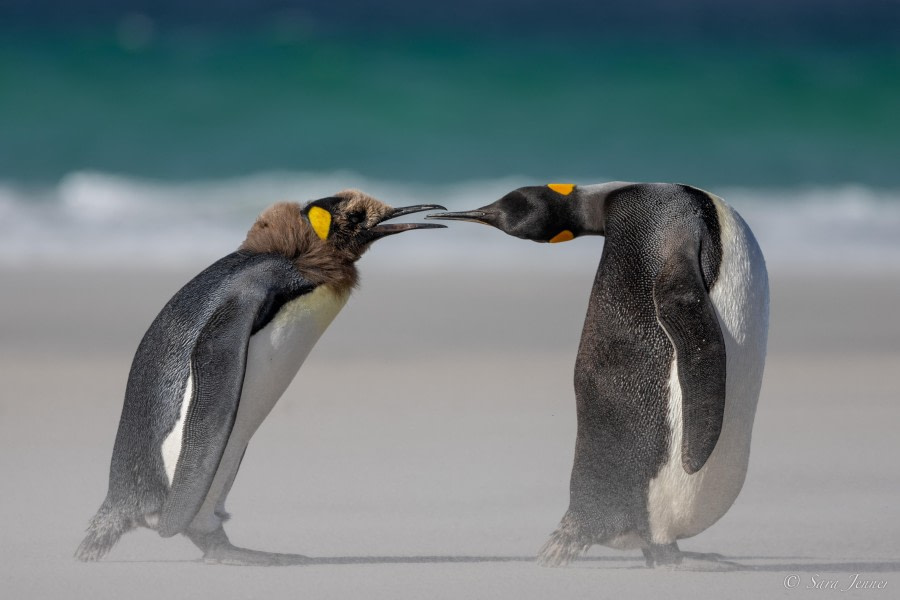 HDS25-24, Day 3, Saunders Island 1 © Sara Jenner - Oceanwide Expeditions.jpg