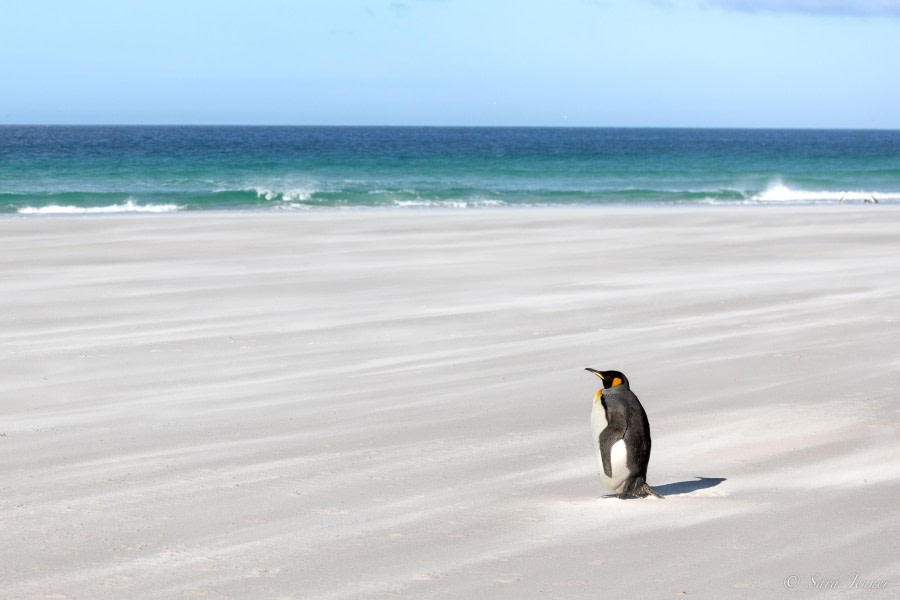 HDS25-24, Day 3, Saunders Island 3 © Sara Jenner - Oceanwide Expeditions.jpg