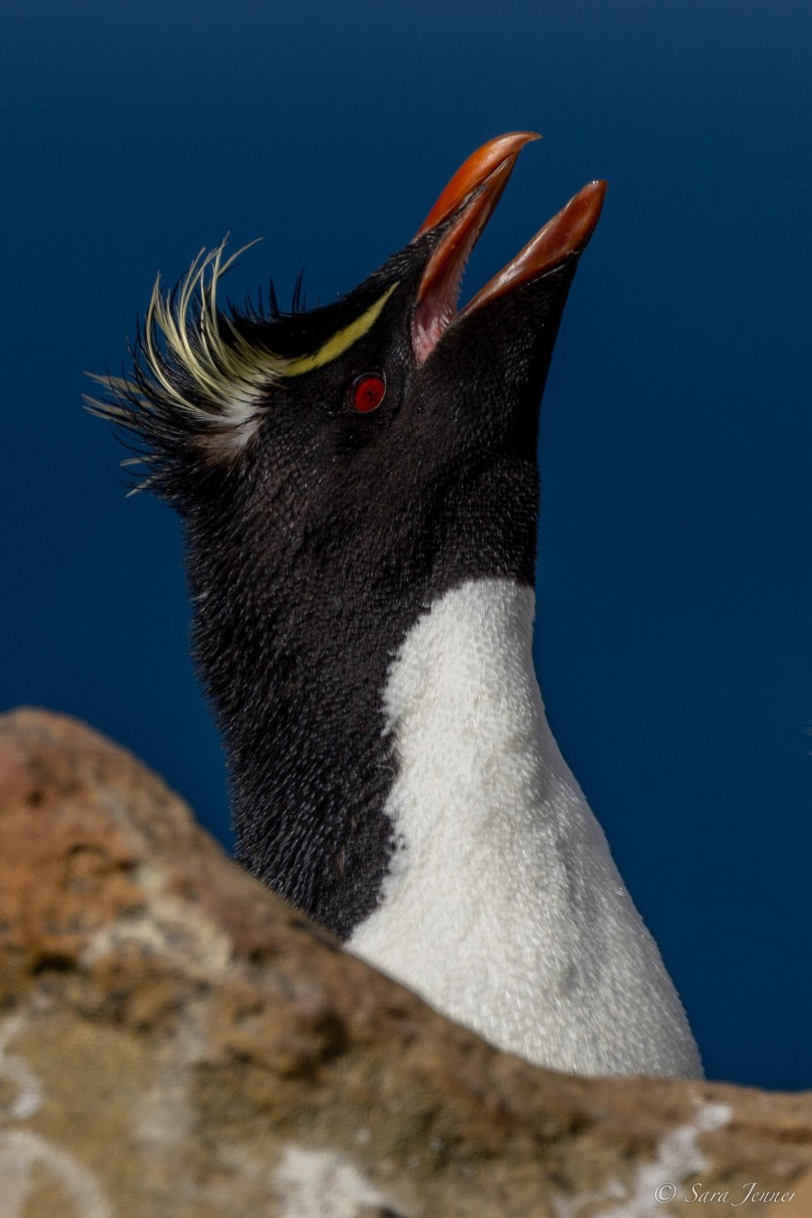 HDS25-24, Day 3, Saunders Island 8 © Sara Jenner - Oceanwide Expeditions.jpg