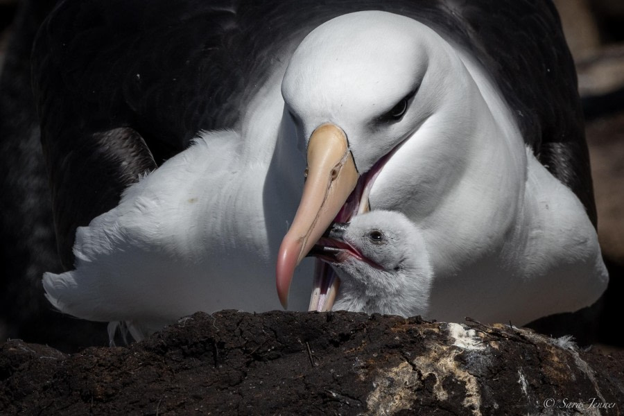 HDS25-24, Day 3, Saunders island 11 © Sara Jenner - Oceanwide Expeditions.jpg