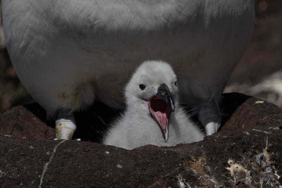 HDS25-24, Day 3, Saunders island 13 © Sara Jenner - Oceanwide Expeditions.jpg