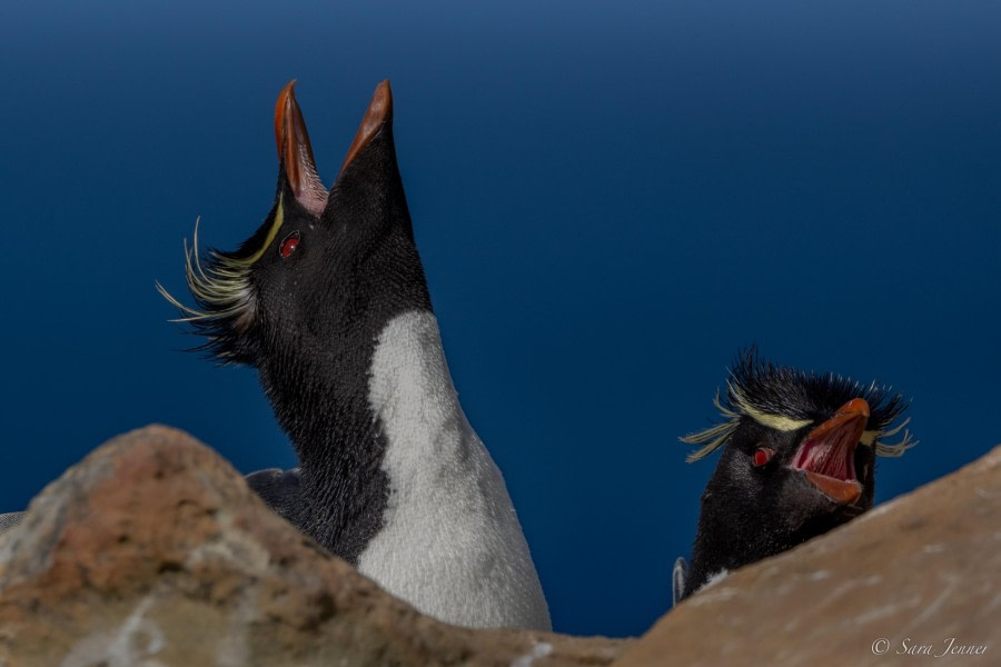 HDS25-24, Day 3, Saunders Island 15 © Sara Jenner - Oceanwide Expeditions.jpg