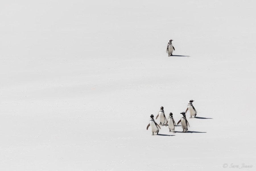 HDS25-24, Day 3, Saunders island 17 © Sara Jenner - Oceanwide Expeditions.jpg