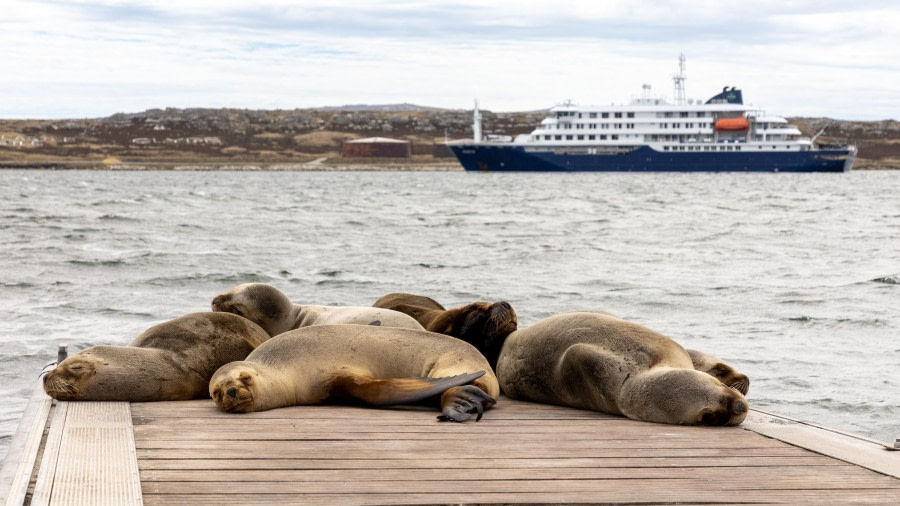 Stanley - Falkland Islands