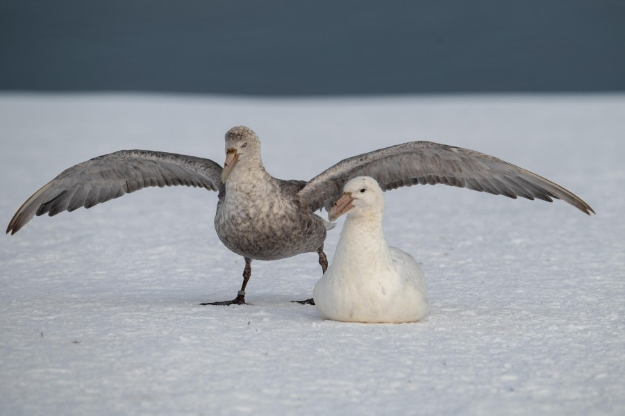 Southern Gigant Petrels