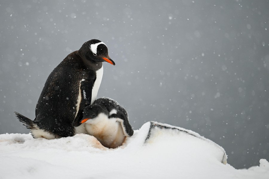 Gentoo Penguin in snow