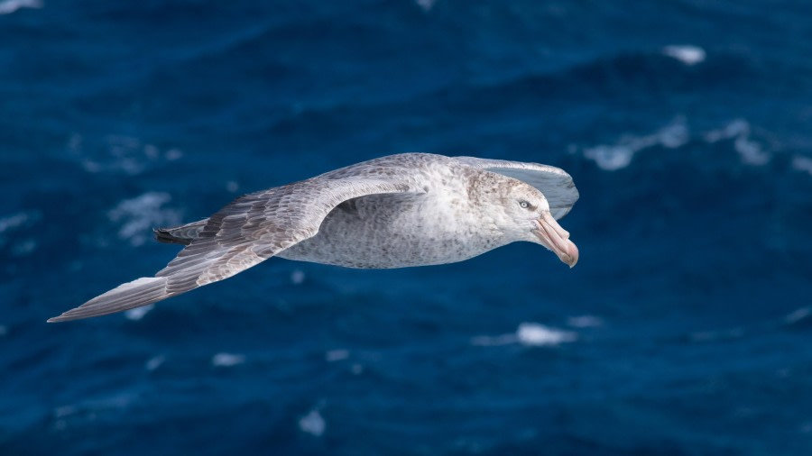 At Sea – Drake Passage