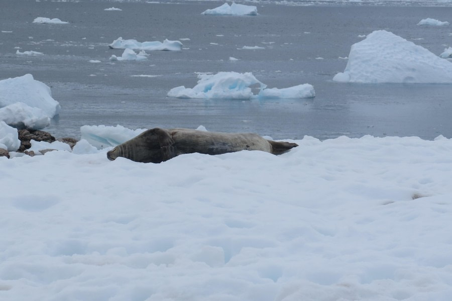 PLA25-24, Day 4, Weddell Seal © David McKinley - Oceanwide Expeditions.JPG