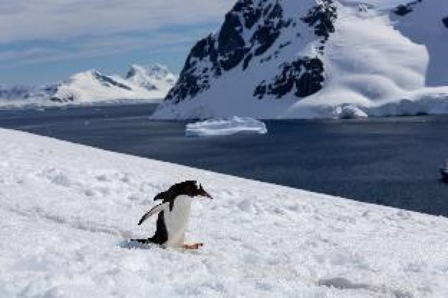 PLA25-24, Day 5, Gentoo Penguin sliding © Unknown photographer - Oceanwide Expeditions.jpg