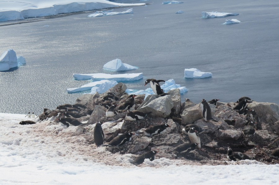 PLA25-24, Day 5, Gentoo Penguins 2 © David McKinley - Oceanwide Expeditions.JPG