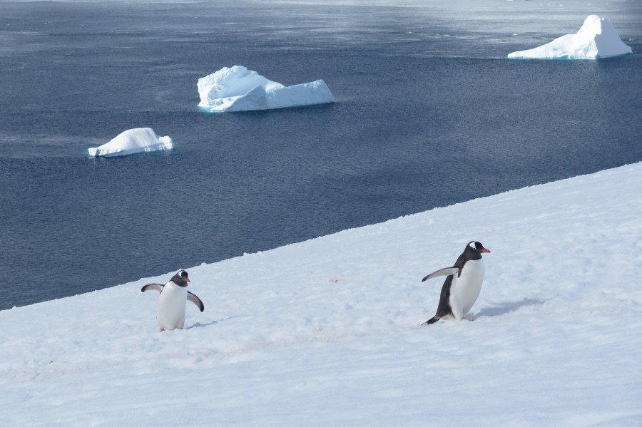 PLA25-24, Day 5, Gentoo Penguins 5 © David McKinley - Oceanwide Expeditions.JPG