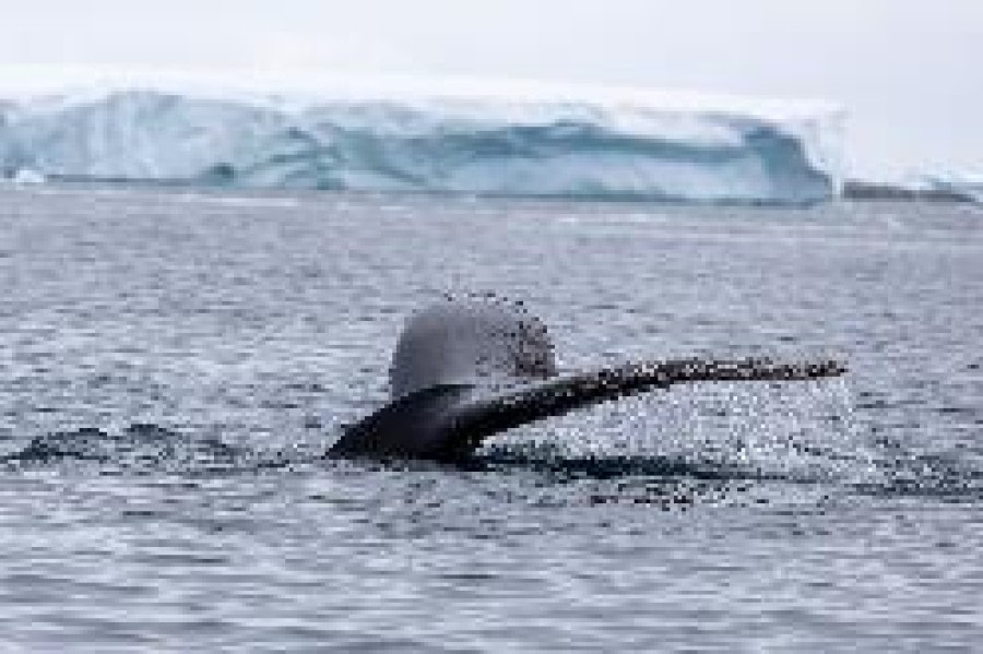 PLA25-24, Day 6, Humpback whale © Unknown photographer - Oceanwide Expeditions.jpg