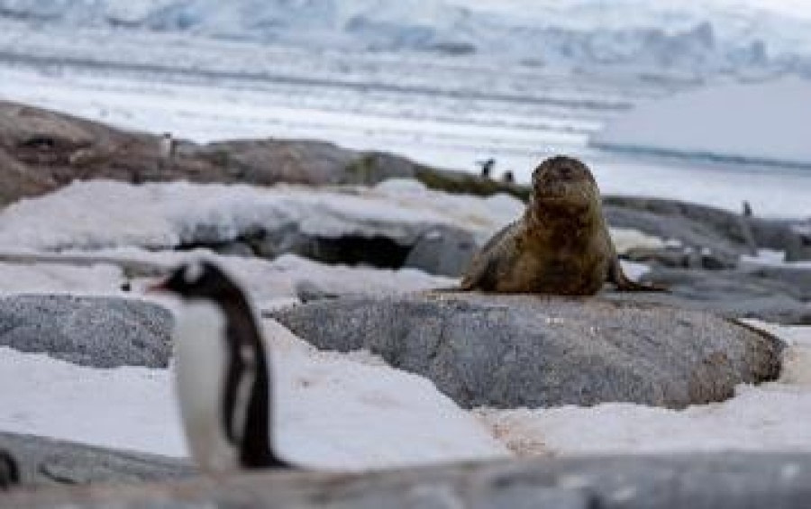 PLA25-24, Day 6, Peterman Island wildlife © Unknown photographer - Oceanwide Expeditions.jpg