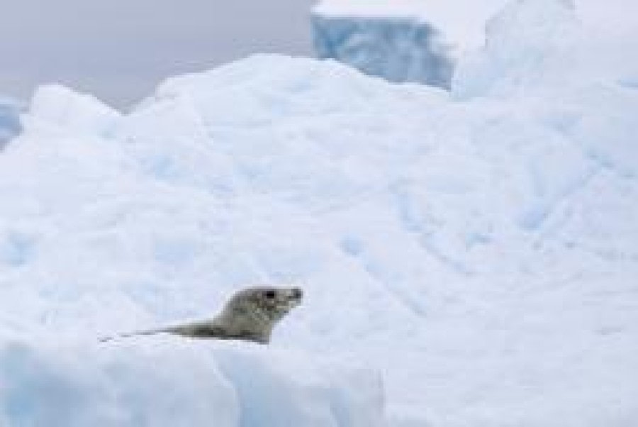 PLA25-24, Day 6, Weddell Seal © Unknown photographer - Oceanwide Expeditions.jpg