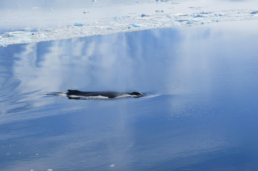 PLA25-24, Day 7, Orca © David McKinley - Oceanwide Expeditions.JPG