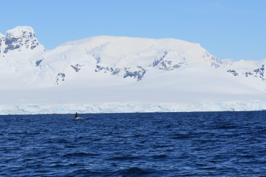 PLA25-24, Day 7, Orcas 4 © David McKinley - Oceanwide Expeditions.JPG