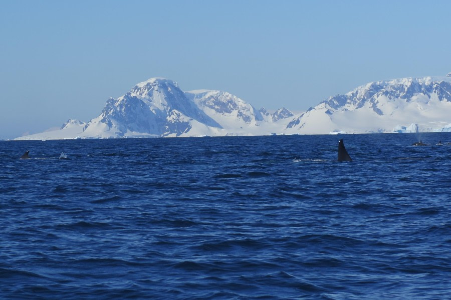 PLA25-24, Day 7, Orcas 20 © David McKinley - Oceanwide Expeditions.JPG