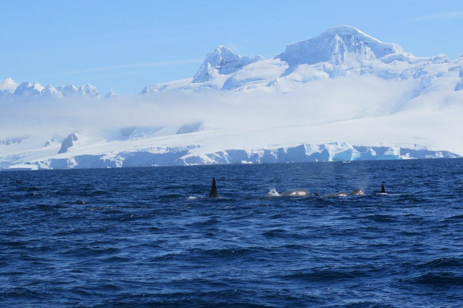 PLA25-24, Day 7, Orcas 22 © David McKinley - Oceanwide Expeditions.JPG