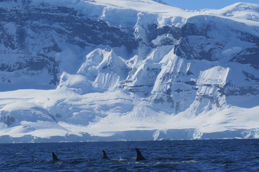 PLA25-24, Day 7, Orcas 45 © David McKinley - Oceanwide Expeditions.JPG