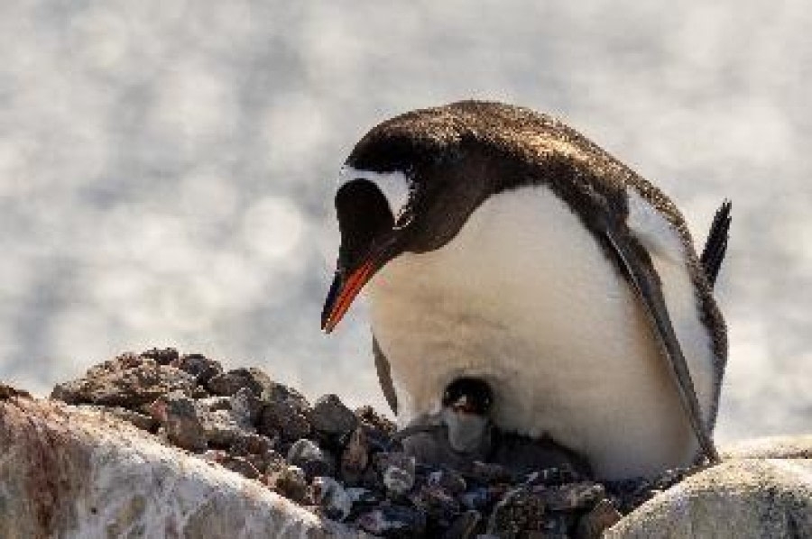 PLA25-24, Day 8, Gentoo nesting © Unknown photographer - Oceanwide Expeditions.jpg