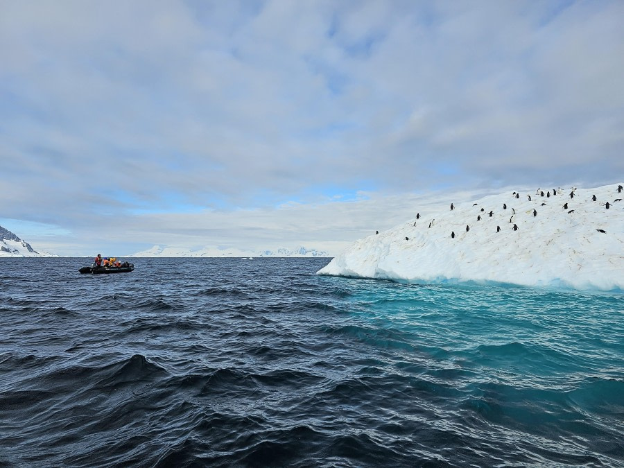 PLA25-24, Day 9, Chinstrap colony © Unknown photographer - Oceanwide Expeditions.jpg