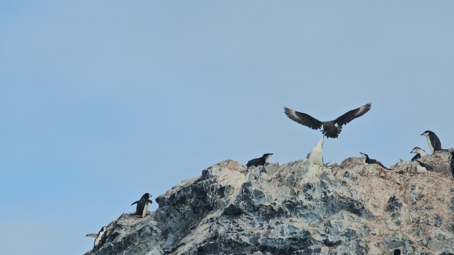 PLA25-24, Day 9, Chinstrap penguins and Skua © Unknown photographer - Oceanwide Expeditions.jpg