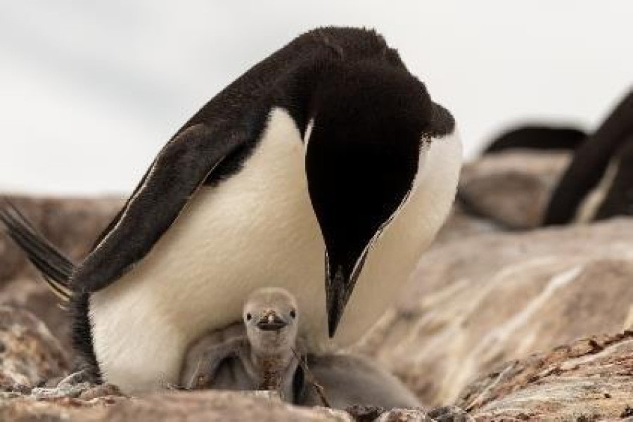 PLA25-24, Day 9, Chinstrap with a chick © Unknown photographer - Oceanwide Expeditions.jpg