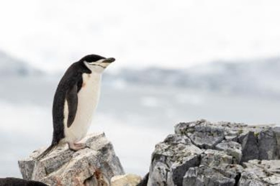 PLA25-24, Day 9, Chnistrap penguin © Unknown photographer - Oceanwide Expeditions.jpg