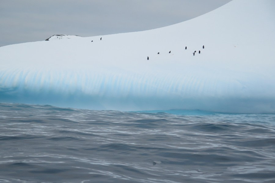 PLA25-24, Day 9, Chnistrap penguins colony © David McKinley - Oceanwide Expeditions.JPG