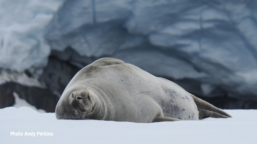 OTL26-24, Day 5, Seal © Andy Perkins Mountain Guide - Oceanwide Expeditions.JPG