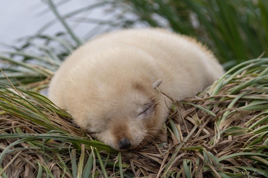 HDS26-24, Day 9, Fur Seal pup 3 © Sara Jenner - Oceanwide Expeditions.jpg