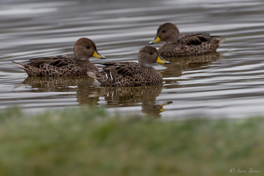 HDS26-24, Day 9, SG Pintails © Sara Jenner - Oceanwide Expeditions.jpg