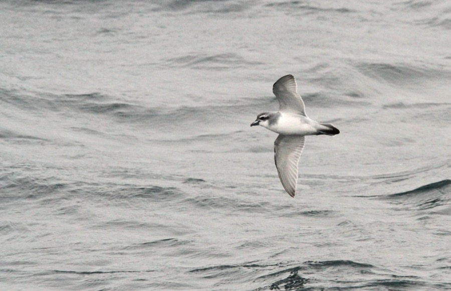 At Sea, sailing towards South Orkney Islands