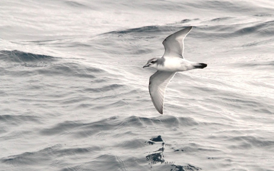 HDS26-24, Day 10, IMG_8749 © Simon Davies - Oceanwide Expeditions.JPG