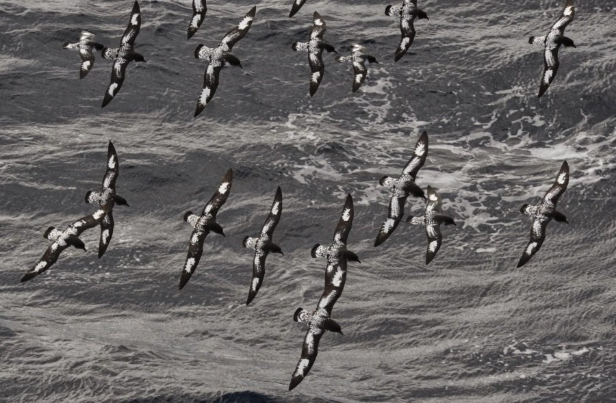 HDS26-24, Day 12, cape petrels-meikesjoer © Meike Sjoer - Oceanwide Expeditions.jpeg