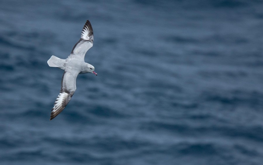 HDS26-24, Day 12, southern fulmar-meikesjoer © Meike Sjoer - Oceanwide Expeditions.jpeg