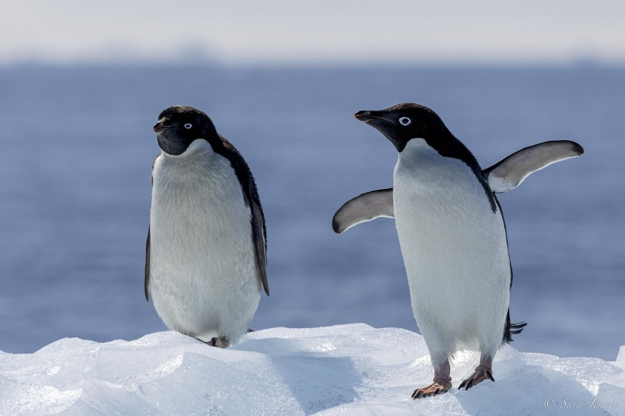 HDS26-24, Day 13, Adelie Penguins 2 © Sara Jenner - Oceanwide Expeditions.jpg