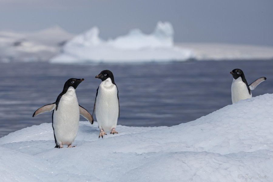 HDS26-24, Day 13, Adelie penguins 4 © Sara Jenner - Oceanwide Expeditions.jpg