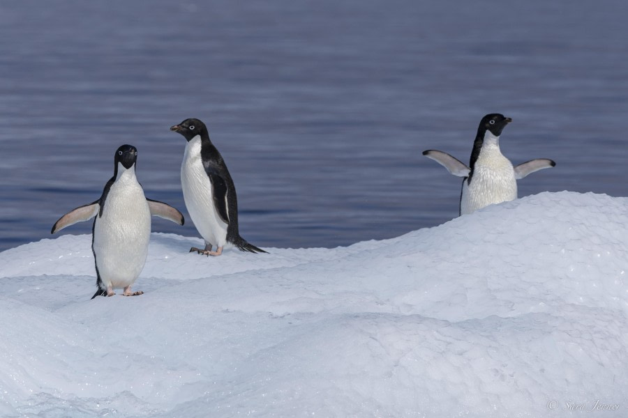 HDS26-24, Day 13, Adelie penguins 5 © Sara Jenner - Oceanwide Expeditions.jpg