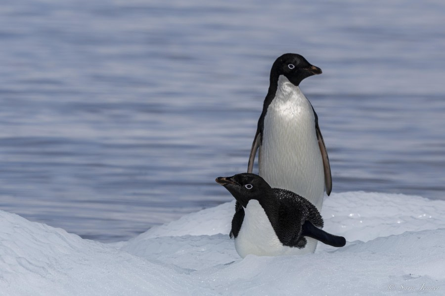 HDS26-24, Day 13, Adelie Penguins 8 © Sara Jenner - Oceanwide Expeditions.jpg