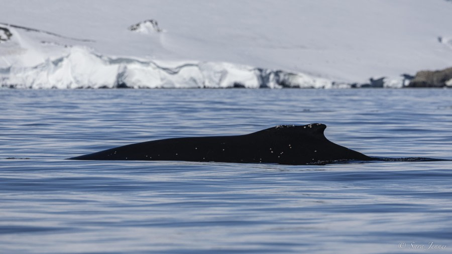 HDS26-24, Day 13, Humpback 1 © Sara Jenner - Oceanwide Expeditions.jpg