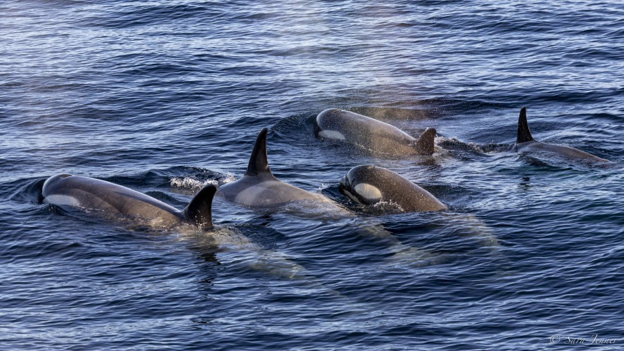 HDS26-24, Day 13, Orcas 1 © Sara Jenner - Oceanwide Expeditions.jpg