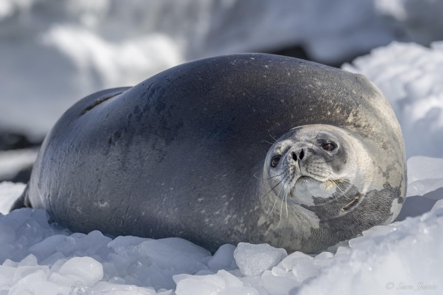 HDS26-24, Day 13, Weddell Seal © Sara Jenner - Oceanwide Expeditions.jpg